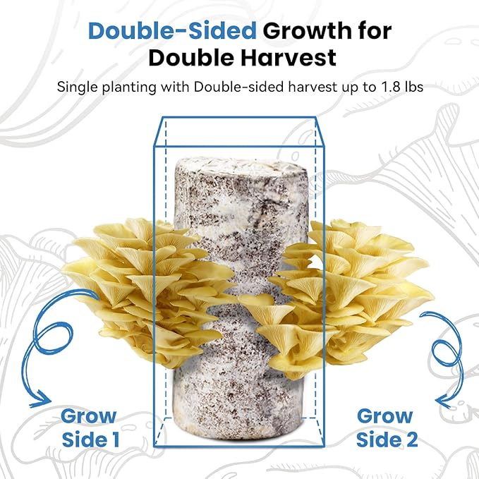 Organic Edible 4lbs Golden Oyster Mushroom Growing Kit, Made in USA, Double-Side Mushroom Grow Kit Indoor, Harvest Gourmet Mushrooms in 10 Days, Top Gardening Gift, Holiday Gift