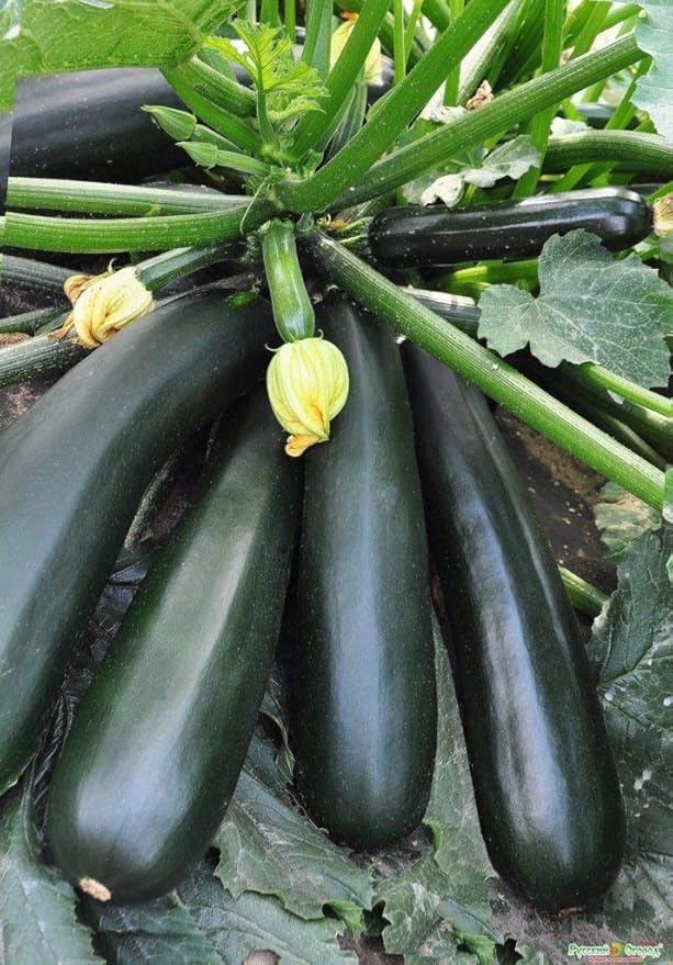 NIKA SEEDS - Seeds Vegetable Zucchini Black Beauty - 30 Seeds