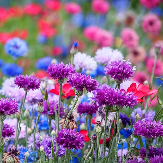1007+ Cornflower Seeds Mix for Planting, Dwarf Cornflower Seeds Perennial, Corn Flower Seed Non-GMO Heirloom Plant Seed Garden Outdoor