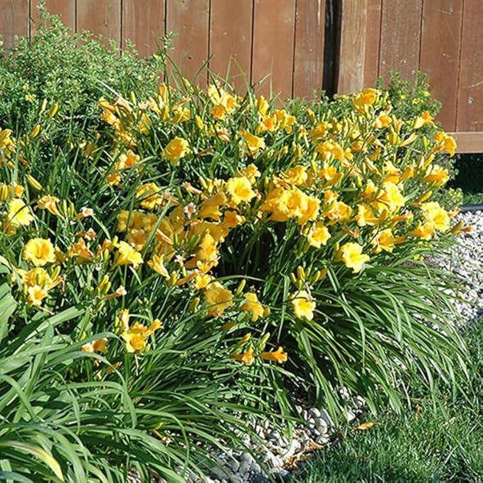 Set 10 Golden Yellow Daylily Bulbs for Planting, Hardy Perennial Lily Roots for Colorful Summer Blooms