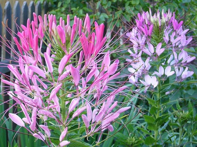 Seeds Spider Flower Cleome Mix Annual Beautiful Outdoor Garden Cut for Planting Non GMO