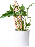 Treleaf Anthrulla Queen Anthurium Leaf Inspired Wooden Trellis – Regular Size 12” Indoor Plant Support for Climbing Plants – Decorative Houseplant Trellis and Wooden Plant Stake