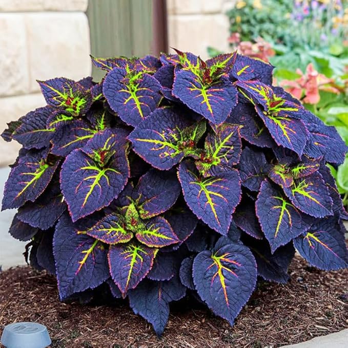 180+ Coleus Seeds - Mixed Heirloom Non-GMO Rainbow Coleus Seeds for Outdoor Gardens & Indoor Pots-Pollinator-Attracting