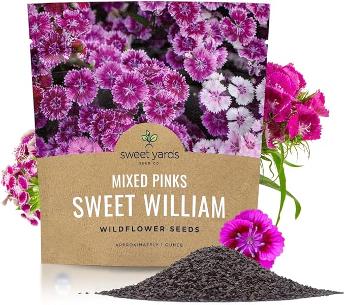 Sweet William Seeds – Mixed Pink Colors – Extra Large 1oz Packet – Over 30,000 Open Pollinated Non-GMO Flower Seeds – Dianthus barbatus