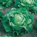 Park Seed Little Gem Lettuce Seeds, Pack of 1000