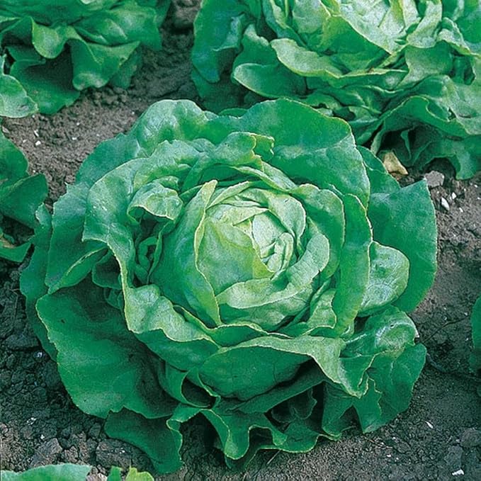Park Seed Little Gem Lettuce Seeds, Pack of 1000