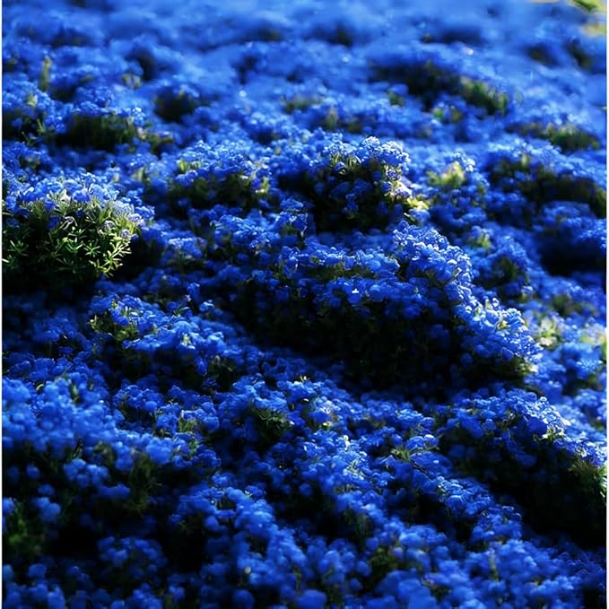 Mixrug 9998+ Blue Woolly Thyme Seeds for Planting,Perennial Blue Creeping Thyme Seeds Ground Cover,Drought Tolerant Path Edging Thym Seed Evergreen Silver Foliage for Stone Pathways