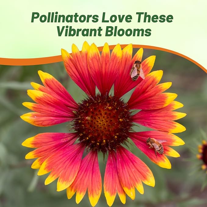 Outsidepride Gaillardia Pulchella Red Indian Blanket Seeds for Planting - 1/4 lb Annual Flower Seeds, Heat & Drought Tolerant for Xeriscaping, Borders, & Small Garden Spaces
