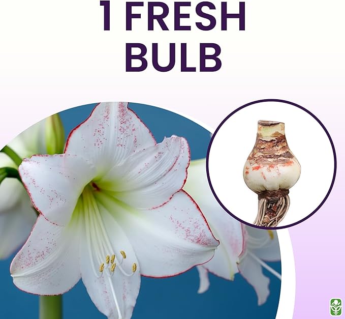 Picasso White Amaryllis Bulb – Large Bulb for Planting, Pink/Red Edges, 4-8 Blooms, 16–24" Tall – Elegant Indoor & Outdoor Plant – Low-Maintenance Amaryllis Bulb (Not in Wax)