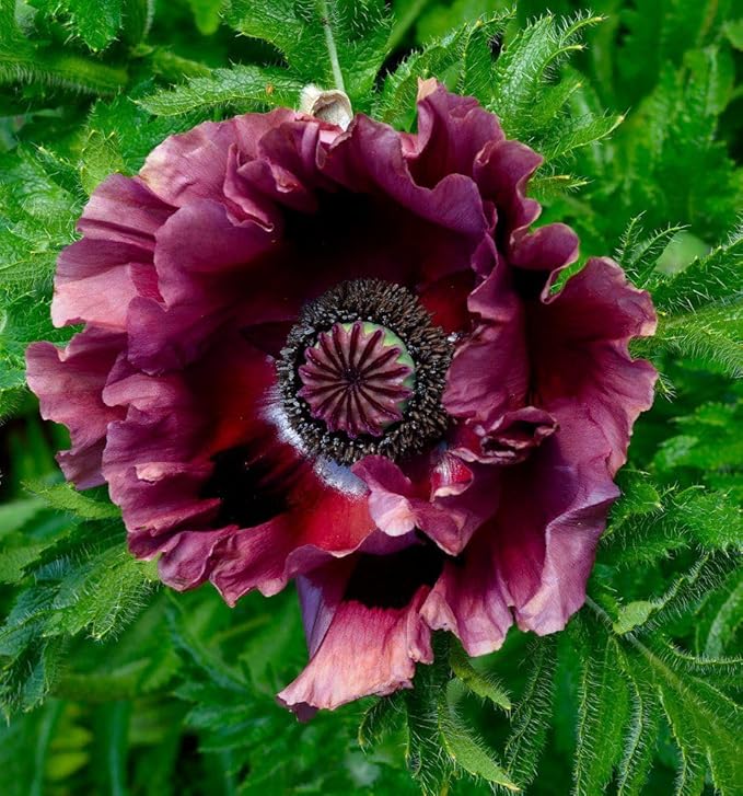 10000+ Perennial Mixed Poppy Flower Seeds for Planting Outdoors-Double Mixture Poppy Garden Non-GMO Heirloom