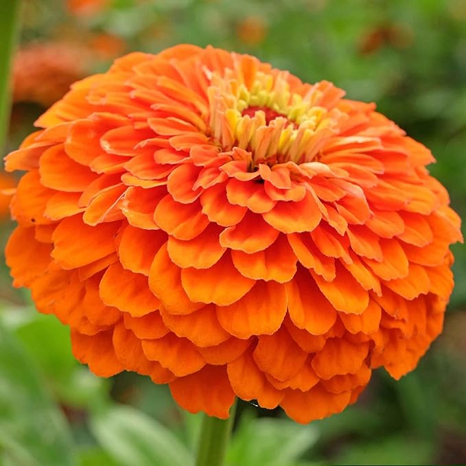 Eden Brothers Zinnia Seeds - Benary Giant Orange