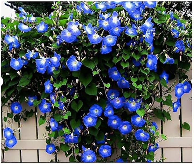 4000 Heavenly Blue Morning Blooming Vine Seeds – 1/4 Pound - for Planting Outdoors – Attracts Butterflies & Hummingbirds – Heirloom Blue Morning Glory Seeds