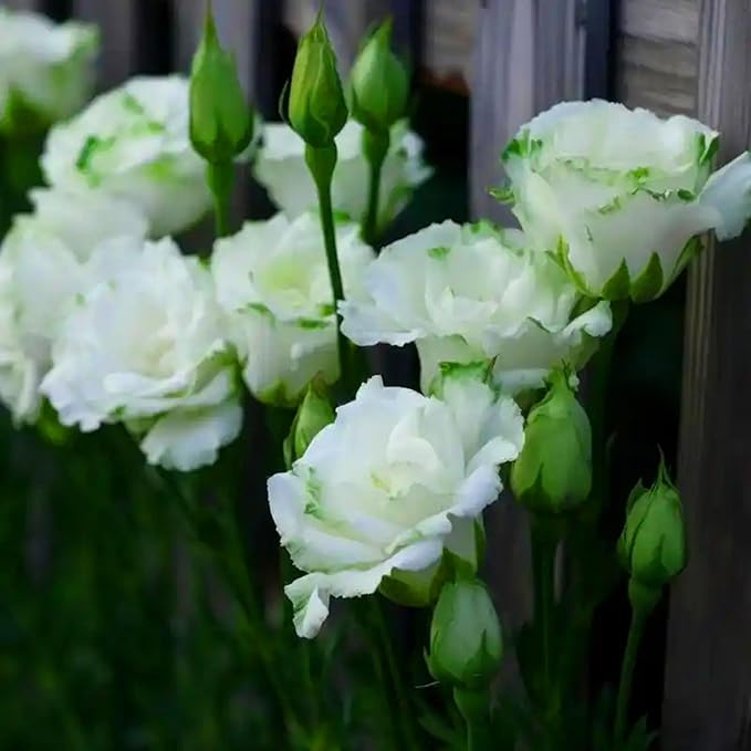 Mix Lisianthus Seeds for Planting, 301+pcs Perennial Lisianthus Flower Seeds, Non-GMO Cut Flowers Beauty Ornamental Flowers Plants for Home Garden Outdoors Indoors