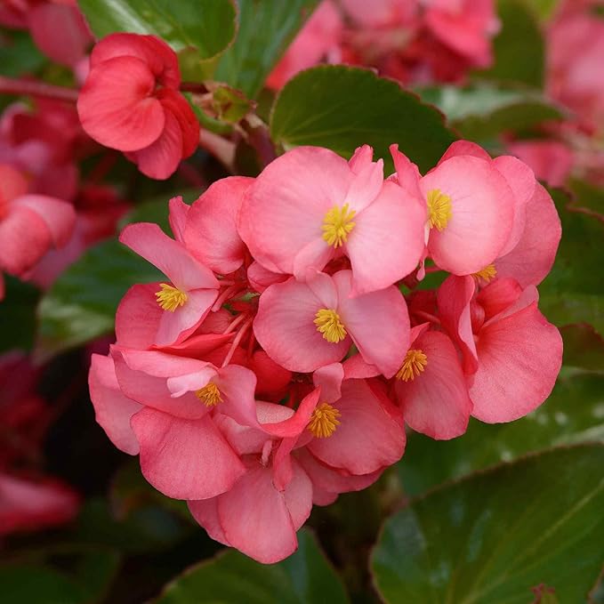 Outsidepride Rose Green Leaf Begonia Seeds for Planting - 20 Pcs Perennial Flower Seeds with Large Blooms, Arching & Pendulous Growth Habit, for Containers, Hanging Baskets, or Landscape Plantings