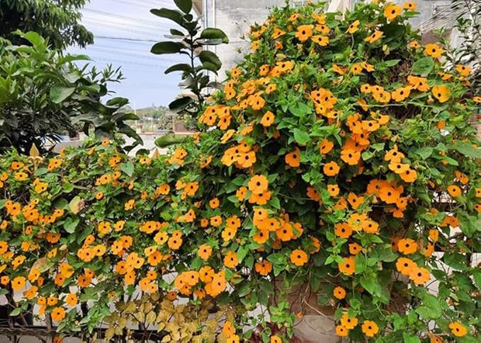 100PCS Black Eyed Susan Vine Seeds Mixed Color Perennial Pollinators Flower Seeds Heirloom