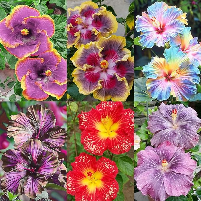 30+ Rare Hibiscus Seeds Rainbow Flower Tropical Seeds Flowering Hibiscus Tree Seeds with Bright Colors