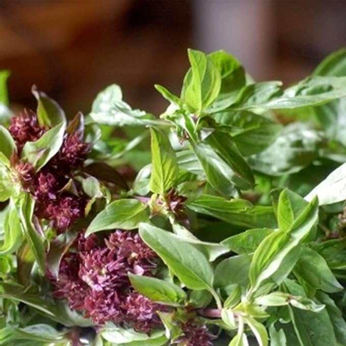 Licorice (Anise) Basil Herb Garden Seeds - 2 g Packet ~1000 Seeds - Non-GMO, Heirloom - Culinary Gardening Seeds - Ocimum basilicum