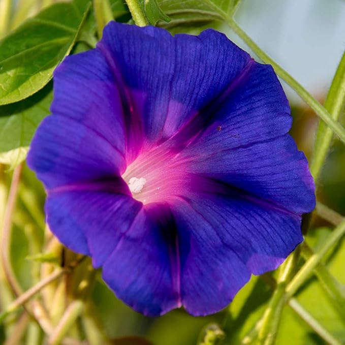 Eden Brothers Morning Glory Seeds - Knowlians Black, Non-GMO Seeds for Planting, Packet | Low-Maintenance Flower Seeds, Plant During Spring, Zones 1, 2, 3, 4, 5, 6, 7, 8, 9, 10
