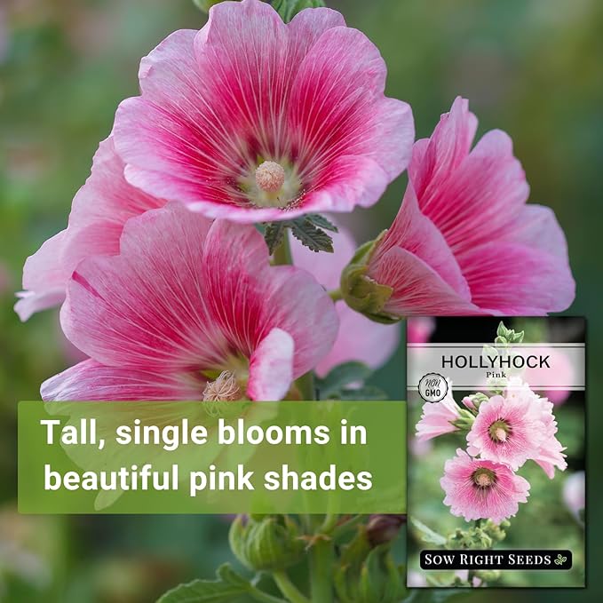 Sow Right Seeds - Pink Hollyhock Seeds for Planting - Non-GMO Heirloom Packet with Instructions to Plant an Outdoor Cottage Garden - Tall Flowers, Cup Shaped Blooms for Bouquets & Arrangements (4)