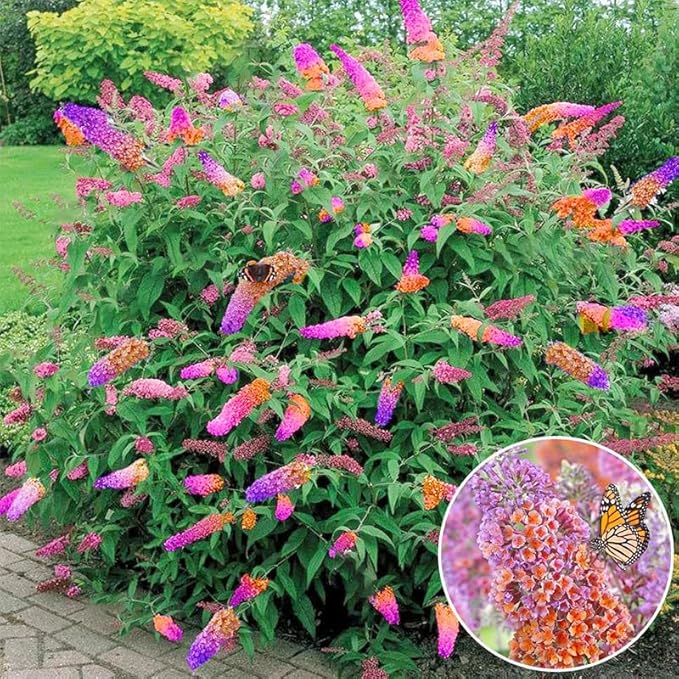 350+ Mix Butterfly Bush Seeds -Perennial Ornamental Shrub Seeds, Drought-Tolerant & Low Maintenance, Ideal for Outdoor Gardens & Pollinator