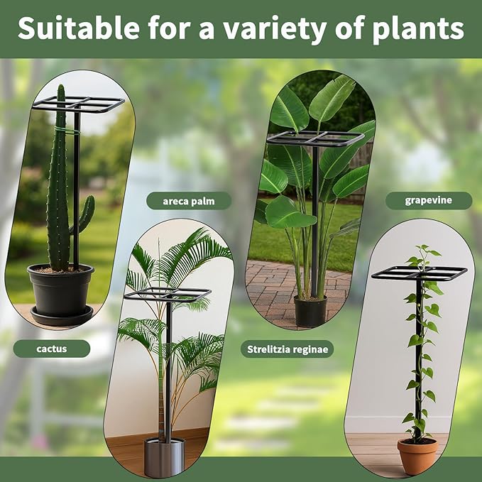 2-Pack Metal Dragon Fruit Trellis Support Set, 12" x 48" Outdoor Garden Plant Cage for Climbing Vines, Includes Stretch Plant Ties, Heavy-Duty Weather-Resistant Trellis for Tomatoes, Roses, Jasmine