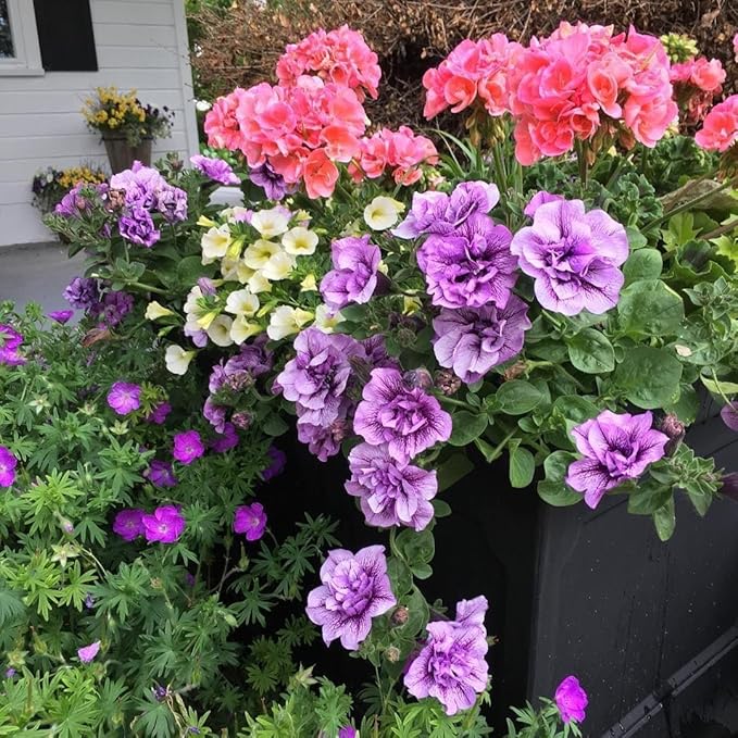10+Violet Double Geraniums Seeds for Planting Outdoor-Rare Perennial Flower Plant for Garden Home Attract Pollinators