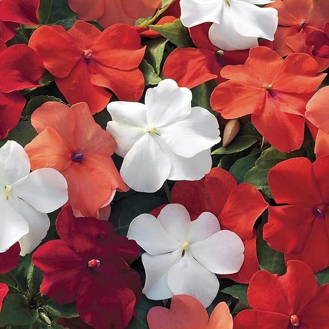 100+ Periwinkle Vinca Seeds Garden Flowers & Ground Cover Plants Dwarf Flower Perennial Flower