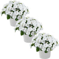 Live Flowering New Guinea Impatiens - White (3 Plants Per Pack) - Beautiful Shade Flowers - 12" Tall by 5" Wide in 1 Qt Pot