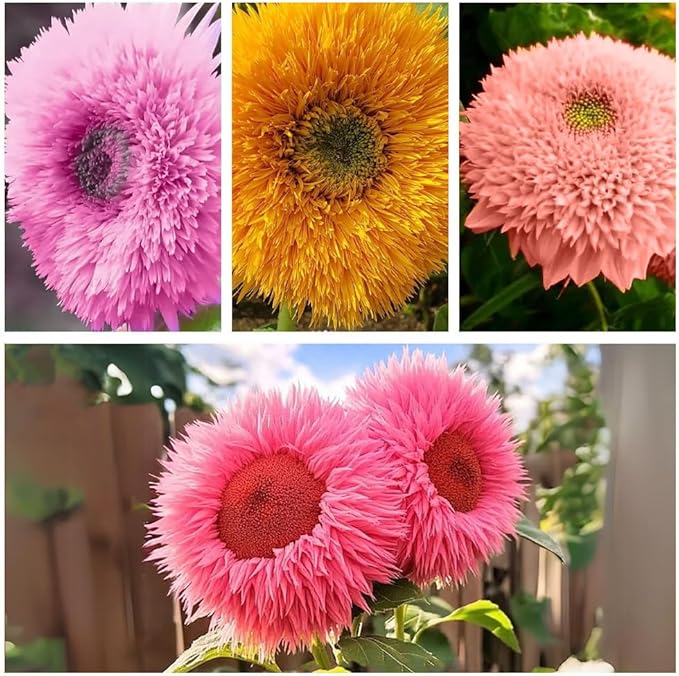 800pcs Teddy Bear Sunflower Seeds for Planting Giant Teddy Bear Sun Flower Seed Heirloom Attracts Pollinators