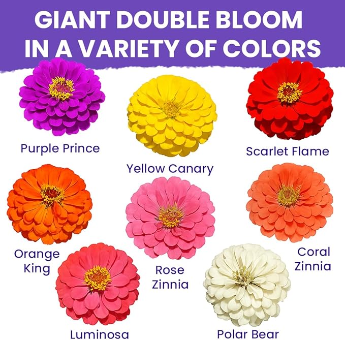 NatureZ Edge Zinnia Seeds for 2026 Planting Outdoors, Over 16,500 Flower Seeds, 1/4 lb, Non GMO Made in USA, Bulk Semillas De Flores para Sembrar, California Giants, Easy to Grow Zinnia Seed Mix