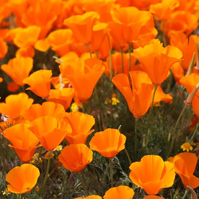 Groundio California Poppy Seeds, 1 Ounce Over 20000+ Seeds, Non-GMO | Heirloom | Sourced from USA- Eschscholzia Californica, USDA Zone 5-10