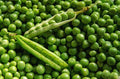 Lincoln Pea Seeds 100 Seeds, "COOL BEANS N SPROUTS" Brand. Home Gardening.
