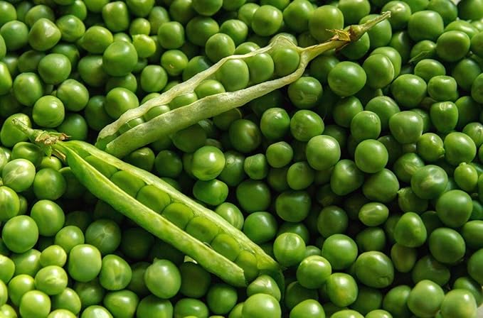 Lincoln Pea Seeds 100 Seeds, "COOL BEANS N SPROUTS" Brand. Home Gardening.