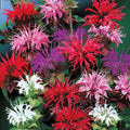 500+ Bee Balm Flower Seeds Perennial Monarda Didyma Bee Balm Heirloom Flower for Planting Non-GMO Seeds - Open-Pollinated