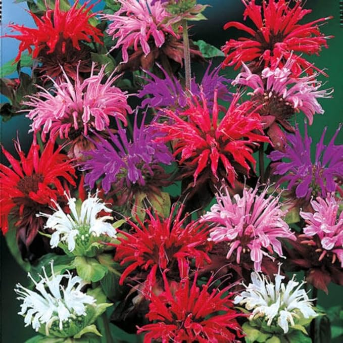 500+ Bee Balm Flower Seeds Perennial Monarda Didyma Bee Balm Heirloom Flower for Planting Non-GMO Seeds - Open-Pollinated