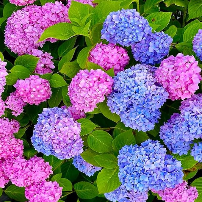 150+ Mixed Hydrangea Seeds for Planting - Perennial Shrub Flower Seeds, Essential for Garden Decor, Wedding Setups & Outdoor Landscapes