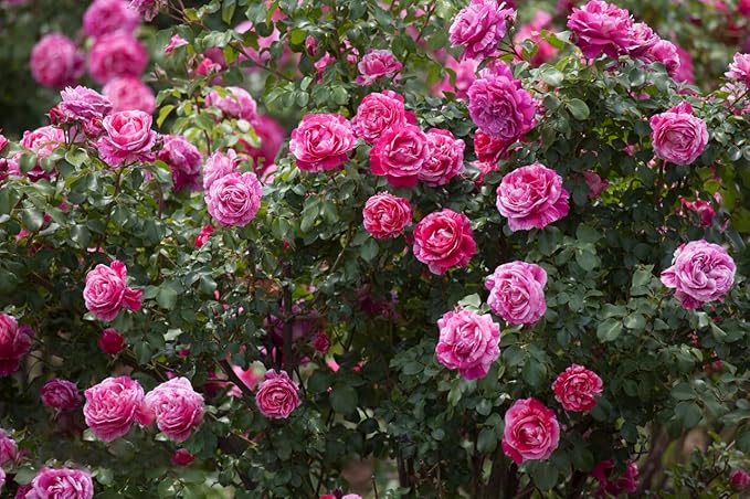200+ Climbing Rose Seeds for Planting Outdoors - Vibrant Vine Flower, Long-Blooming Ornamental Garden Blooms (Mixed)