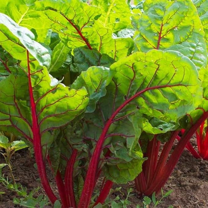 Ruby Red Swiss Chard Seeds 25 Count, COOL BEANS N SPROUTS Brand. Heirloom. Non-GMO. Home Gardening.