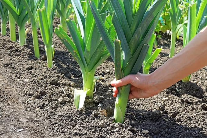 50+ Leek Seeds for Planting - Fresh Garden Seeds, Great for Salads and Garnish