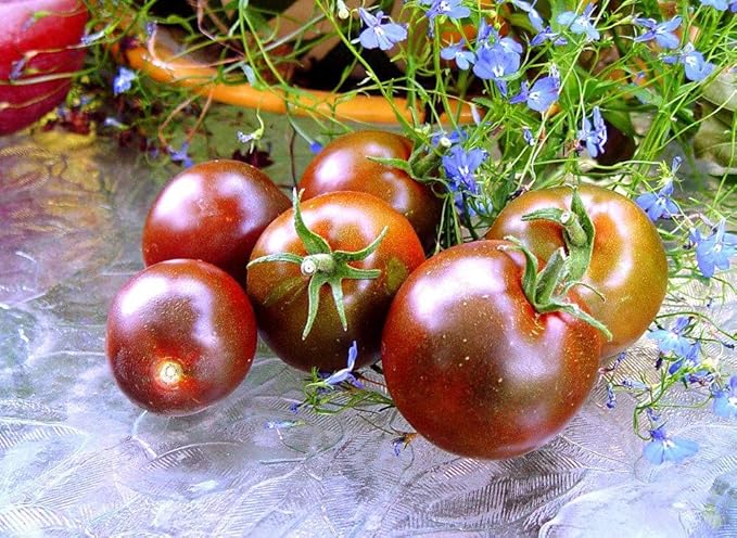 Seeds Black Prince Tomato - Heirloom Vegetable - GMO Free