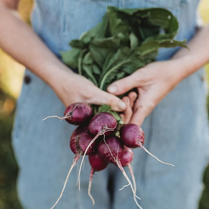 Purple Plum Radish - 150 Seeds - Heirloom & Open-Pollinated Variety, Easy-to-Grow & Fast-Growing, Non-GMO Vegetable Seeds for Planting Outdoors in The Home Garden, Thresh Seed Company