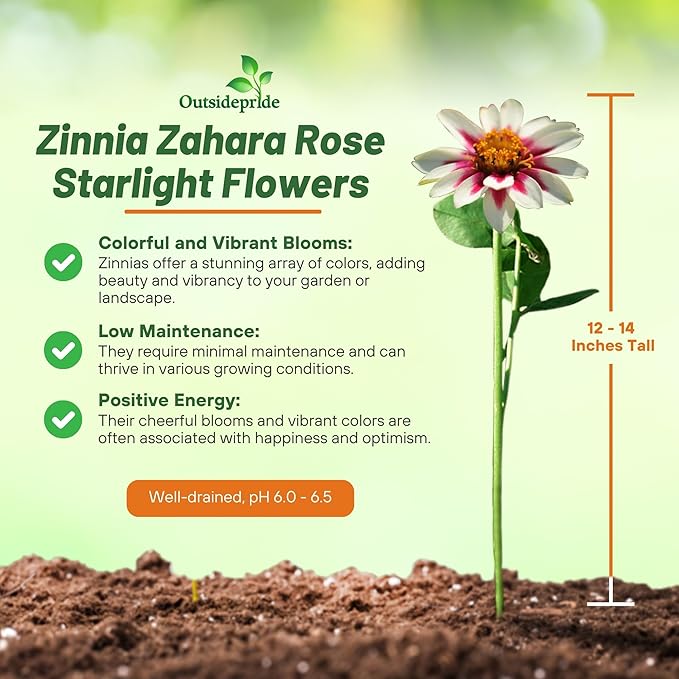 Outsidepride Zinnia Marylandica Zahara Rose Starlight Seeds – 100 Pcs. Annual Bicolor Blooms, Drought & Heat Tolerant Flower Seeds, Ideal for Garden Beds & Pollinator-Friendly Spaces (AAS Winner)