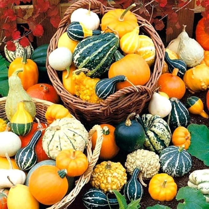 SeedsUP - 10+ Seeds Ornamental Pumpkin - Vegetable Mix