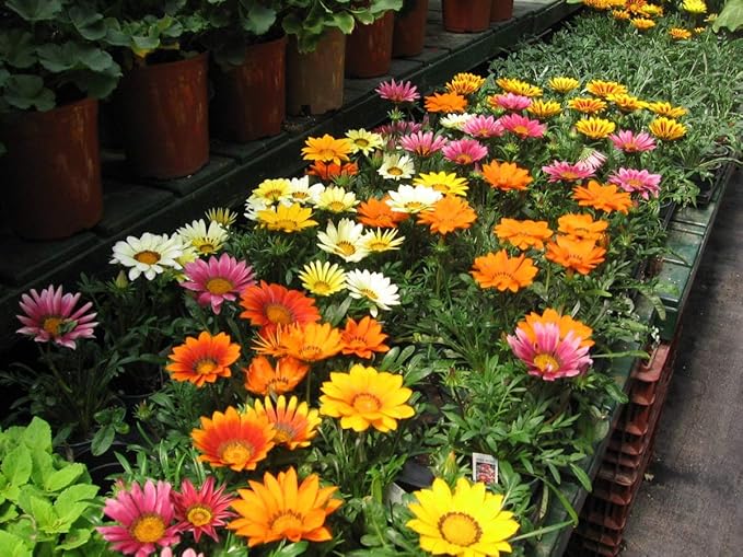 Treasure Flower Mix Seeds – Gazania Rigens | Perennial in Warm Climates, Annual Elsewhere | Drought-Tolerant & Long-Blooming