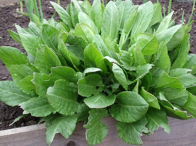 Sorrel Odessa Seeds – Perennial Herb | Heirloom, Non-GMO, Tender & Tangy Leafy Green for Culinary Use