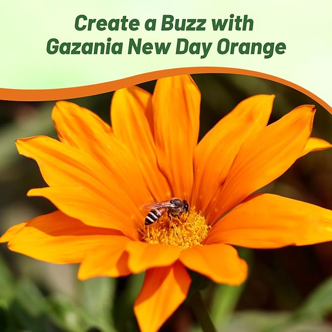 Outsidepride New Day Orange Gazania Seeds for Planting – 50 Pcs Perennial, Low-Maintenance, Drought-Tolerant Ground Cover Seeds for Vibrant Summer & Fall Flowers, Great for Outdoor Gardens