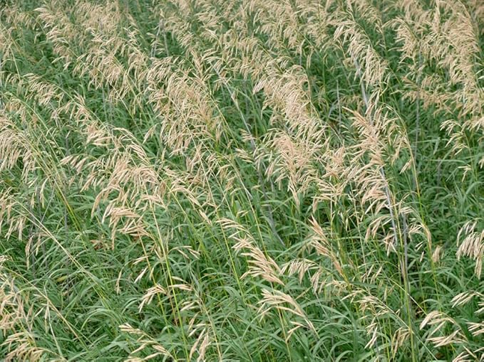 Smooth Brome Grass Seeds for Planting - Easy to Grow Bromegrass (8 Ounces)
