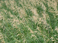 Smooth Brome Grass Seeds for Planting - Easy to Grow Bromegrass (3 Pounds)