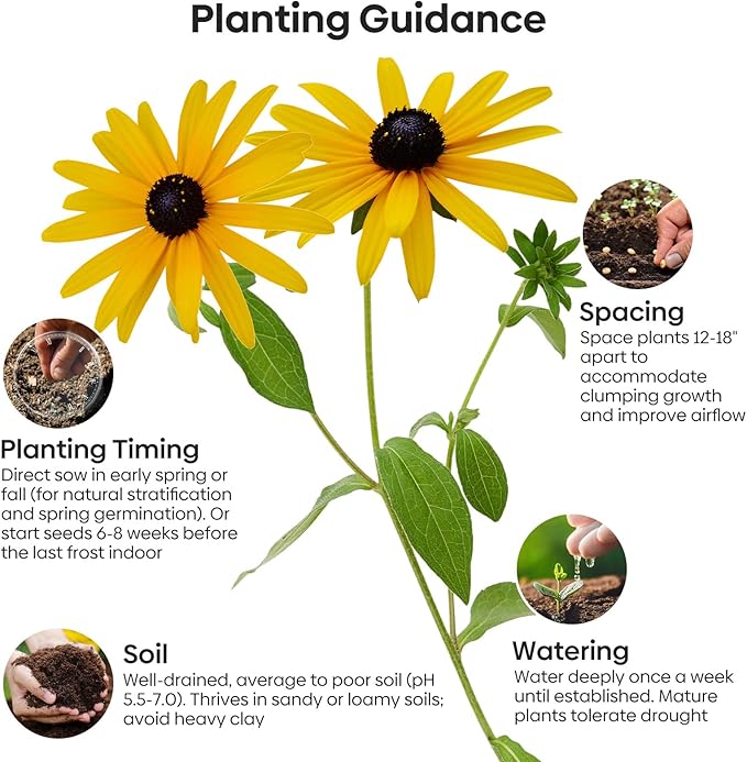 Black Eyed Susan Seeds, Perennial Rudbeckia Hirta Yellow Flower for Attract Pollinators, Non-GMO, Heirloom Wildflowers Seeds, USDA Zone 3-9, 2g
