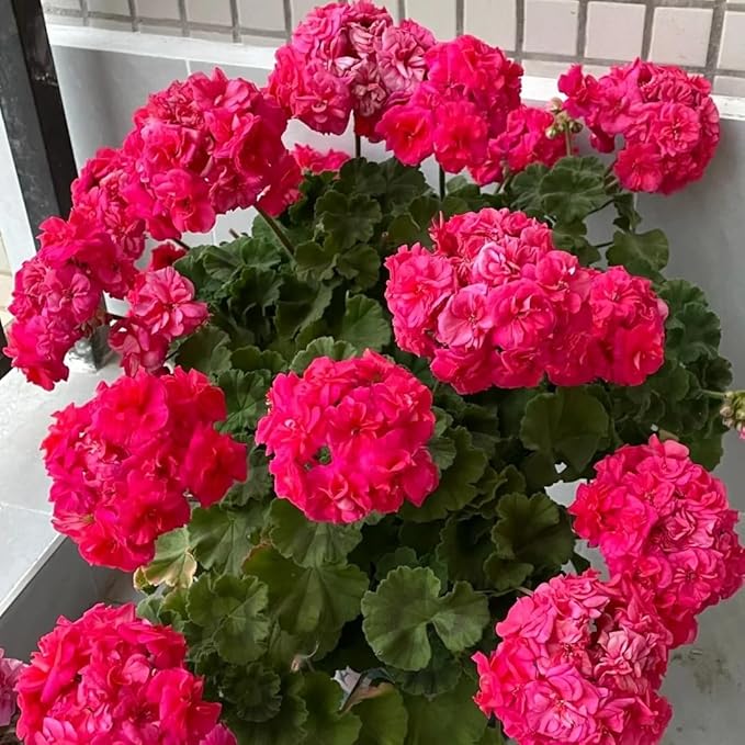 15+ Mixed Geranium Seeds - Non-GMO Adaptable Flowers, Fragrant Showy Blooms, for Balcony & Garden Decoration